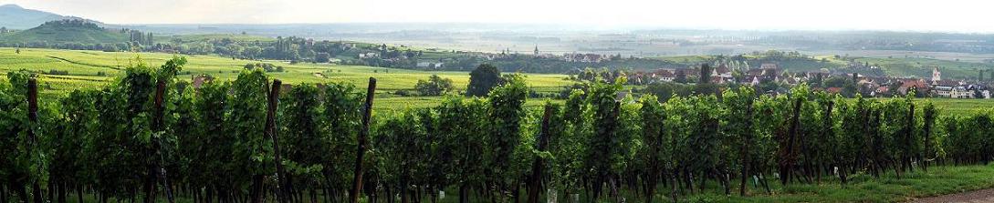 paysage vignes et villages